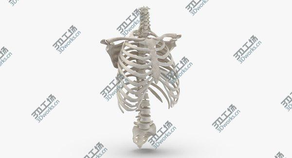 images/goods_img/20210312/Real Human Rib Cage Spine Calvicle and Scapula Bones Anatomy White 01 3D model/1.jpg